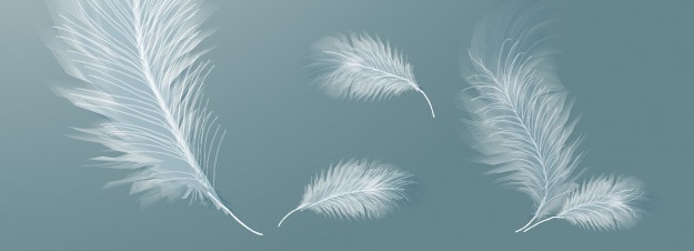 Plumas que simbolizan la calidad en el contacto con la piel
